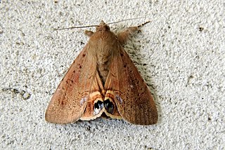 <i>Litoprosopus futilis</i> Species of moth