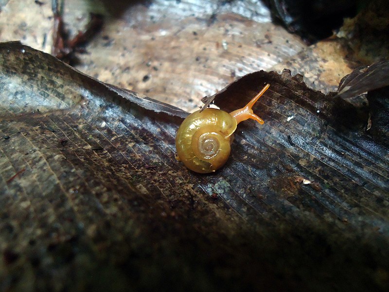 File:Little Snail.jpg