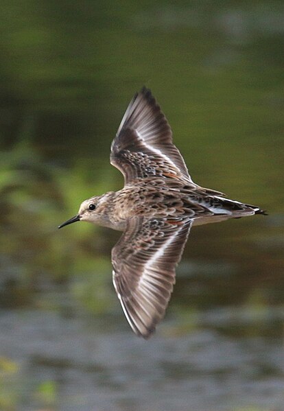 File:Little stint (Calidris minuta) flight.jpg