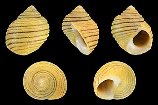 <i>Littorina compressa</i> Species of gastropod