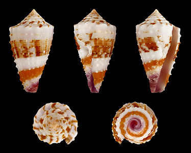 Conus (Lividoconus) floridulus