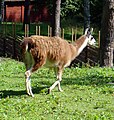 Llama in Sweden2.jpg