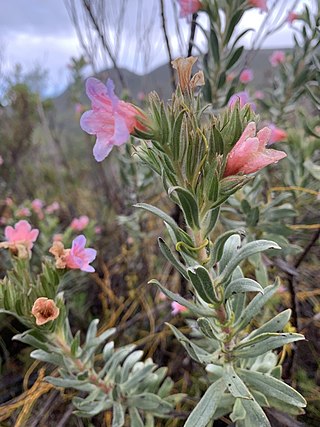 <i>Lobostemon curvifolius</i> Species of plant