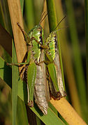 Femella adulta (esquerra) i mascle de Oxya yezoensis (Oxyinae: Oxyini)