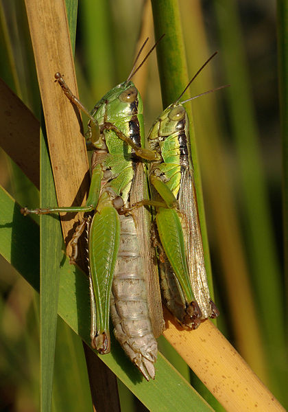 File:Locust November 2007 Osaka Japan.jpg