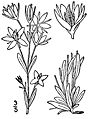 Lomatogonium rotatum