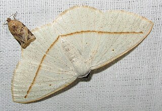 <i>Lomographa inamata</i> species of insect