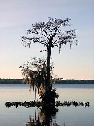 <span class="mw-page-title-main">Singletary Lake</span> Carolina Bay in North Carolina, United States