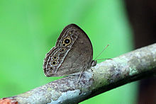 Uzoq markali bushbrown (Mycalesis visala phamis) S.jpg