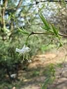 Lonicera standishii