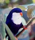 Thumbnail for Blue lorikeet