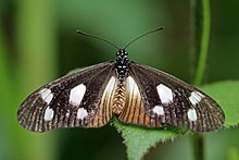 Ликоа обыкновенная (Acraea lycoa) .jpg