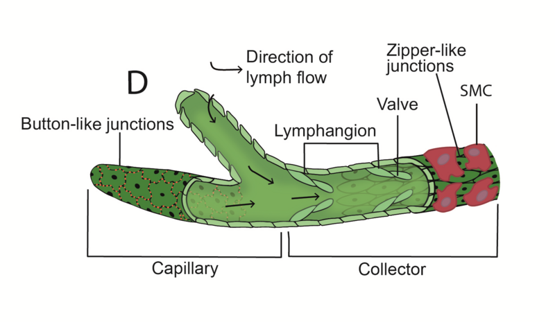 Lymphatic capillary and collector