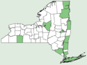 Lysimachia hybrida NY-dist-map.png