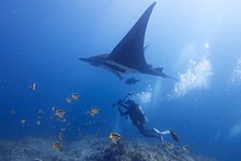 M. birostris swimming with a diver M. Birostris swimming with a diver.jpg