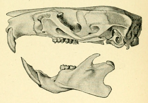 MaclearsRatSkull