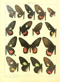 <i>Parides orellana</i> Species of butterfly