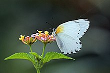 Madagaskar noktalı kenarlık (Mylothris phileris) underide.jpg