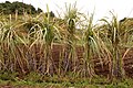 Madeira - Santana - sugar cane (33526840965).jpg