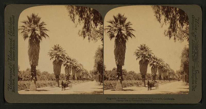 File:Magnolla Avenue,- tropical beauties of Riverside, California, from Robert N. Dennis collection of stereoscopic views 2.jpg