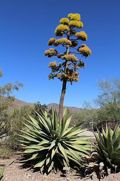 File:Maguey agave plant with blossoms.JPG