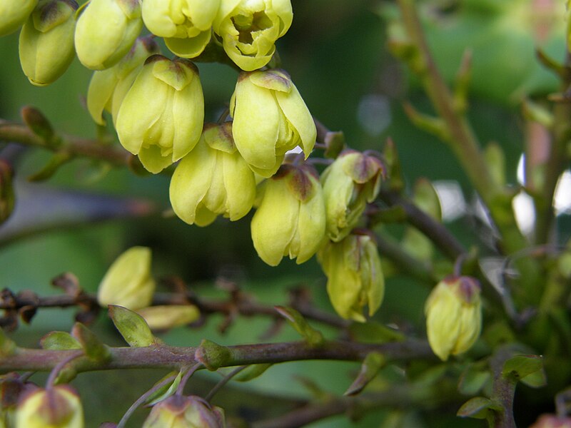 File:Mahonia bealei virag.JPG