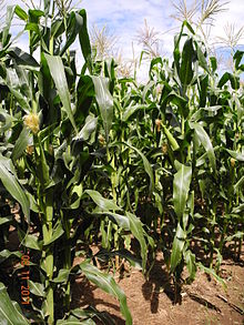 Maize crops, Hope and Kindness (6908818253).jpg