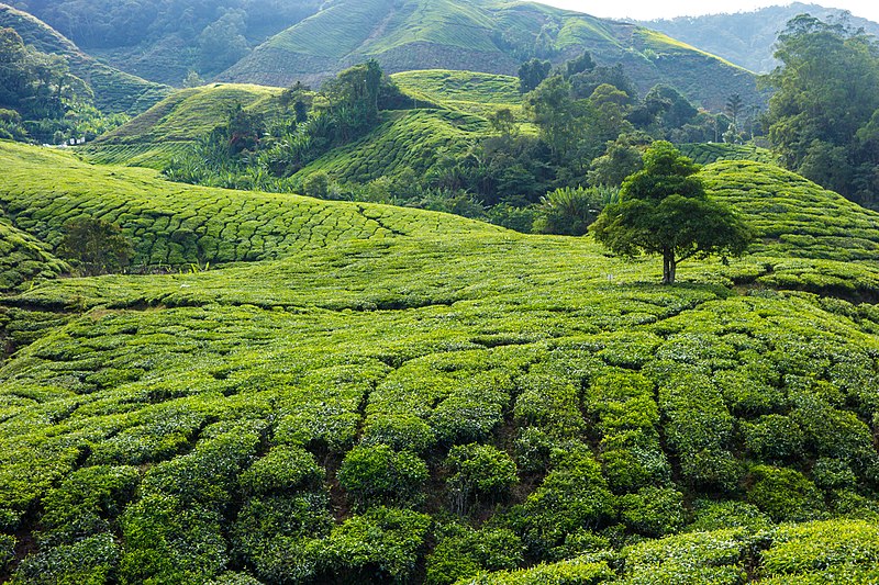 File:Malaysia - Cameron Highlands (26159416696).jpg