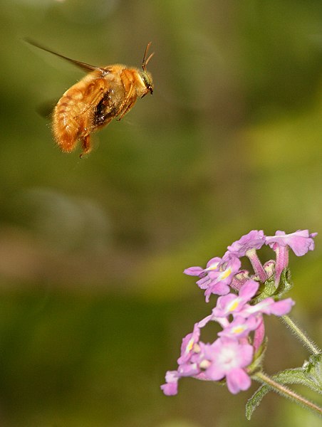 File:Male valley carpenter bee in flight with flower.jpg