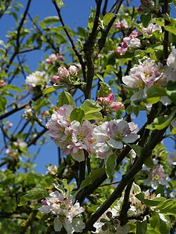 Malus sylvestris inflorescence, Vosseslag, Belgium.jpg