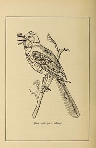Bird with parts labeled