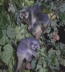 Marsupial ressemble à un koala.jpg