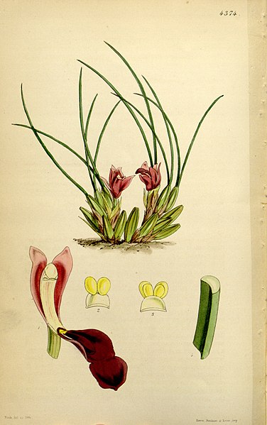 File:Maxillaria acicularis - Curtis' 74 (Ser. 3 no. 4) pl. 4374 (1848).jpg