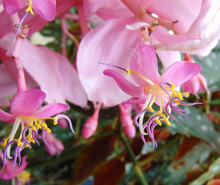 File:Medinilla kinabaluensis.jpg