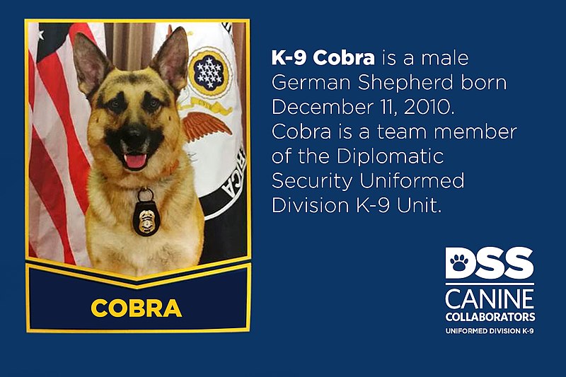File:Meet K-9 Cobra (36168898322).jpg