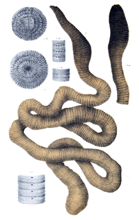 <span class="mw-page-title-main">Giant Gippsland earthworm</span> Species of annelid worm