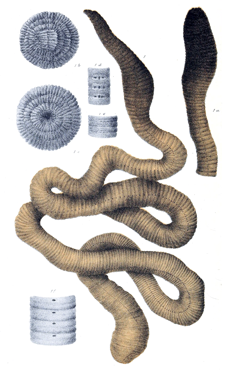Giant Gippsland earthworm - Wikipedia