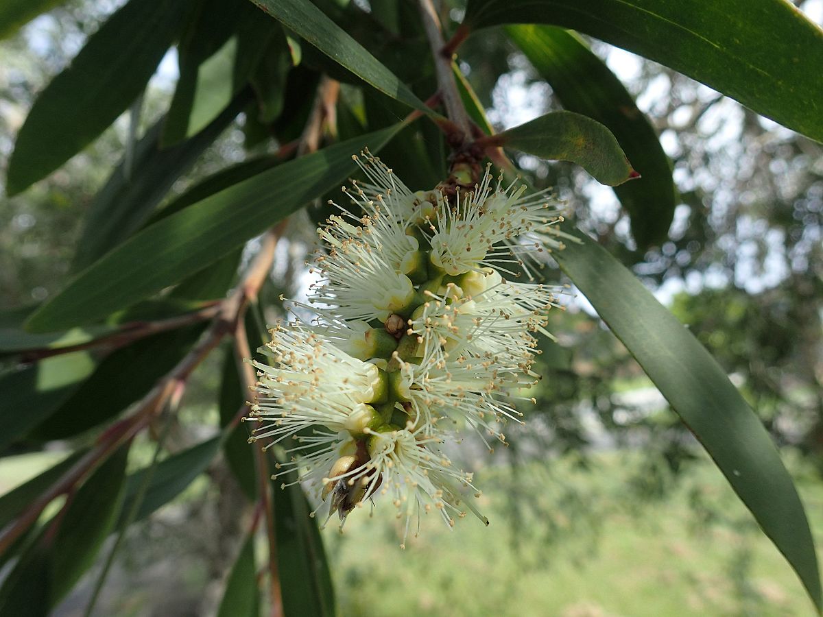 What is tree bark?  Pursuit by The University of Melbourne