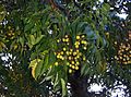 Melia azedarach fruits.JPG