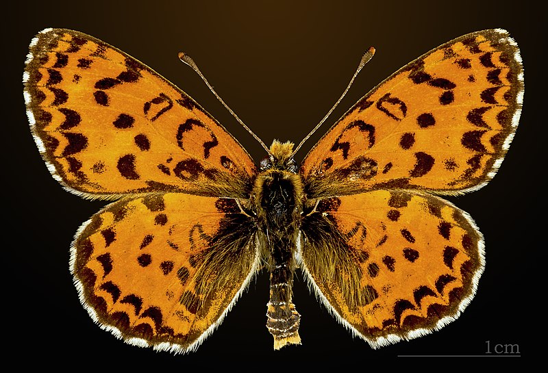 File:Melitaea didyma MHNT CUT 2013 3 26 male Cahors Dorsal.jpg