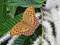 Thumbnail for Argynnis sagana