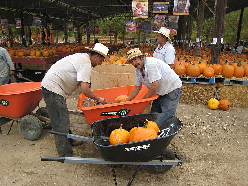 File:Mexican Laborers at a Pumpkin Patch, Yucaipa, California.jpg