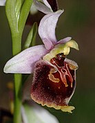 Ophrys druentica