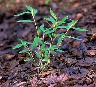 <i>Microstegium vimineum</i> Annual grass