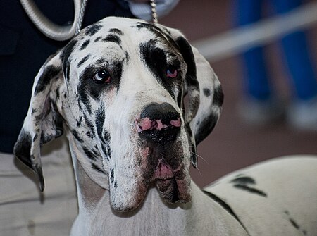 Fail:Miezynarodowa wystawa psow rasowych katowice 2012 3.jpg