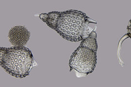 Radiolario (Radiolaria)