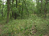 Čeština: Nature reserve Milovická stráň. Okres Břeclav, Česká republika.