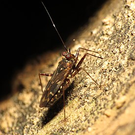 Cylapus tenuicornis