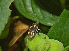 Miridae - Capsodes flavomarginatus-1.JPG