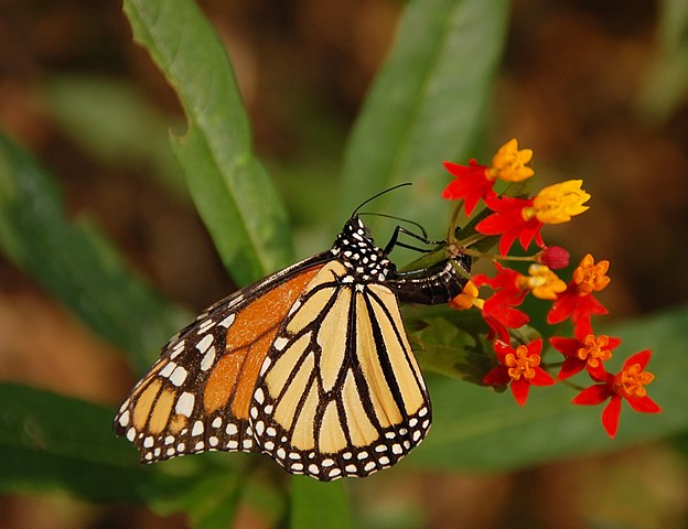 Bộ sưu tập cánh vẩy 4 - Page 31 624px-Monarch_Butterfly_Danaus_plexippus_Laying_Egg_2600px